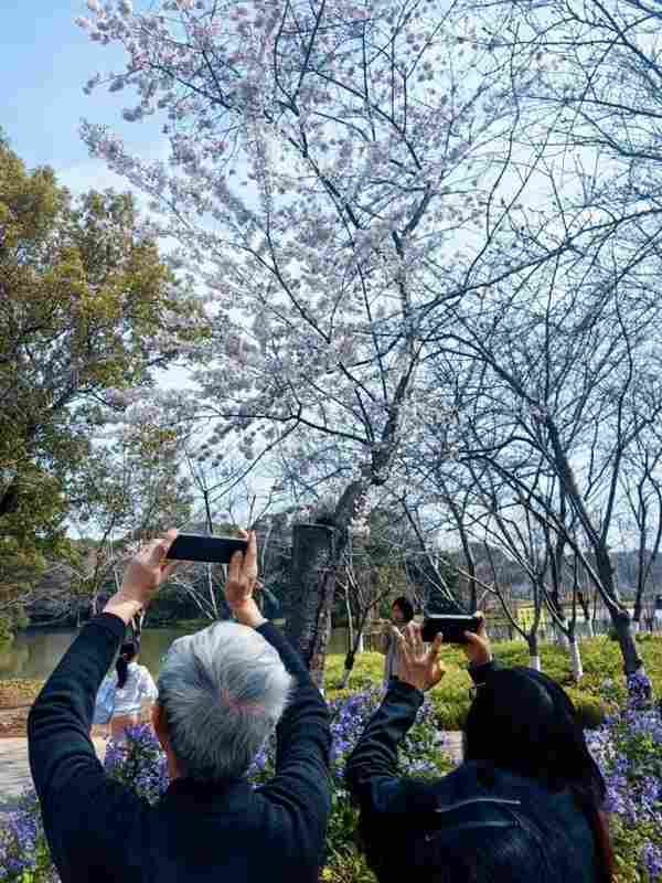 浦江岸边的花事悬念：世纪公园如何凭一朵樱花重塑文旅版图 文化旅游