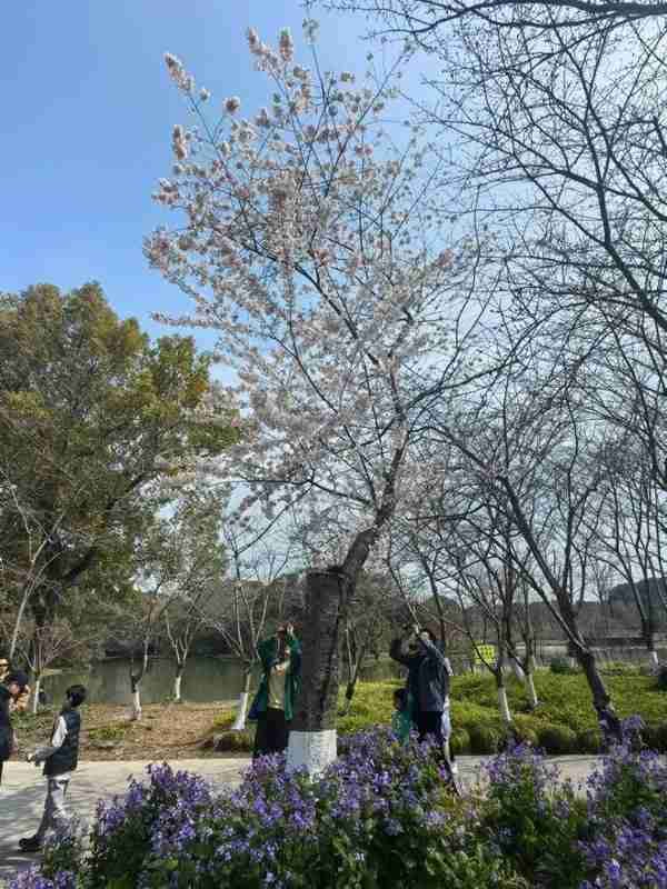  浦江岸边的花事悬念：世纪公园如何凭一朵樱花重塑文旅版图 文化旅游