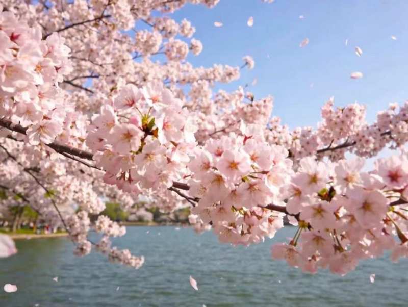  浦江岸边的花事悬念：世纪公园如何凭一朵樱花重塑文旅版图 文化旅游