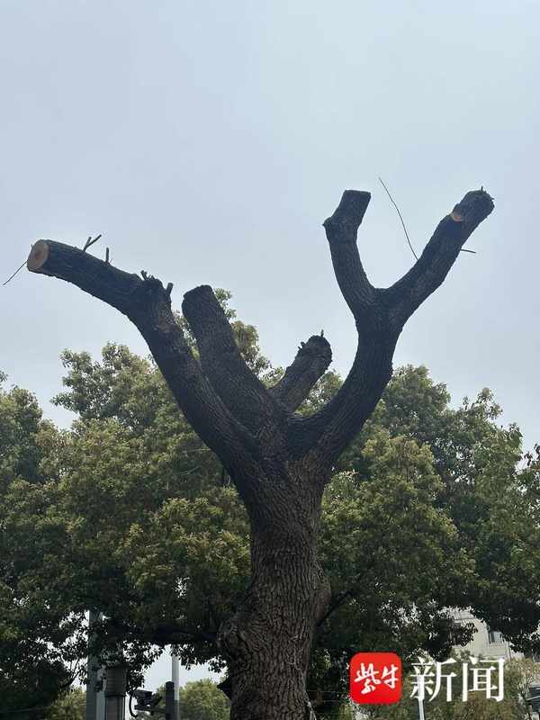  守护家园绿荫：从“剃光头”风波看社区绿化管理那些事儿 房产家居