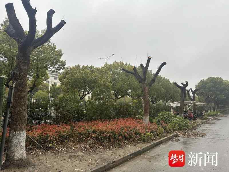  守护家园绿荫：从“剃光头”风波看社区绿化管理那些事儿 房产家居
