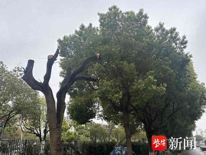 守护家园绿荫：从“剃光头”风波看社区绿化管理那些事儿