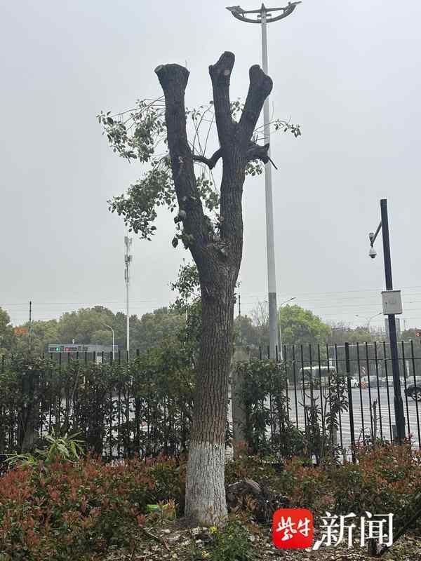  守护家园绿荫：从“剃光头”风波看社区绿化管理那些事儿 房产家居