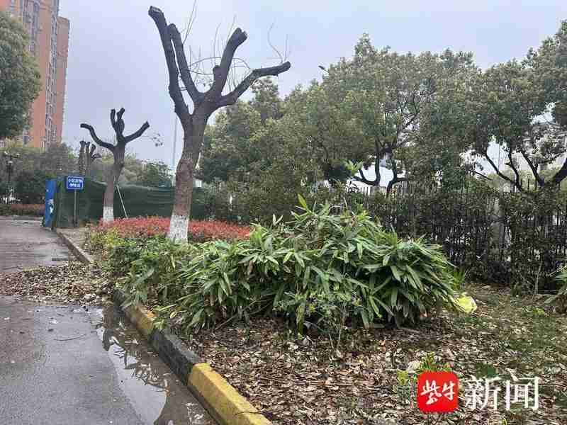  守护家园绿荫：从“剃光头”风波看社区绿化管理那些事儿 房产家居