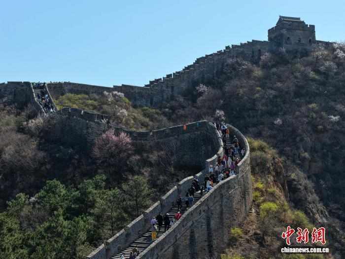  金山岭长城杏花节：技术视角下的文旅融合深度解析 文化旅游