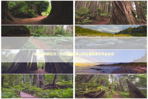 安全上网新纪元：为何越来越多人开始重视官方平台验证 IT技术